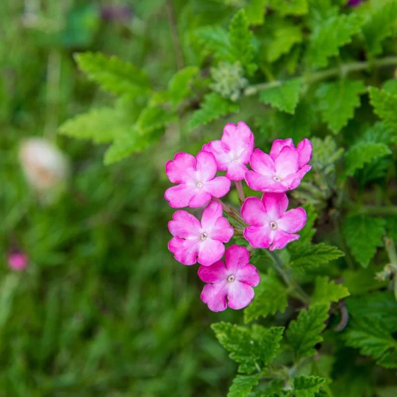 Incenso Natural de Gerânio C/ 9 Varetas Fênix Incenso (25 gramas)