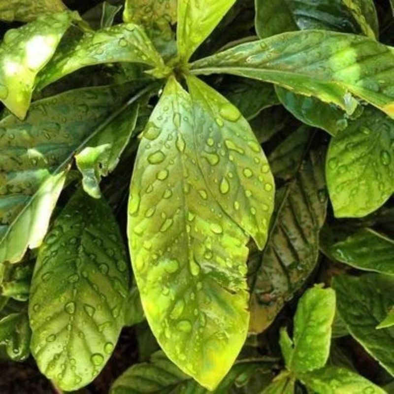 Incenso Natural de Cipó dos Sonhos C/ 9 Varetas Fênix Incenso (20 gramas)